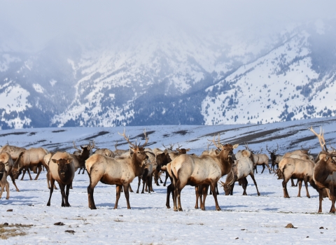 A herd of elk in a snowy field and craggy mountains in the backdrop.