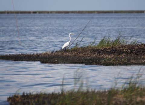 Wading bird stands in oil damaged marsh.