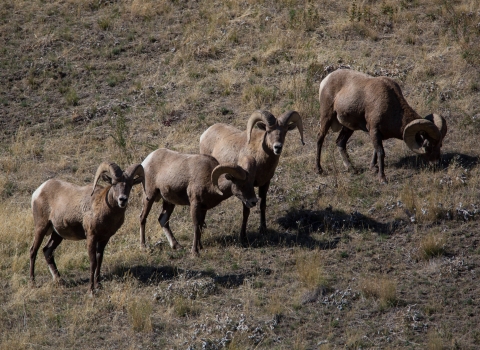 herd of rams walking on hillside