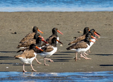 A group of American oystercatchers standing on the beach