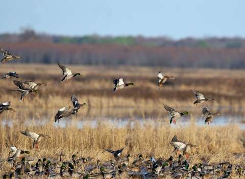 Mallards landing in a moist-soil unit on Bald Knob NWR