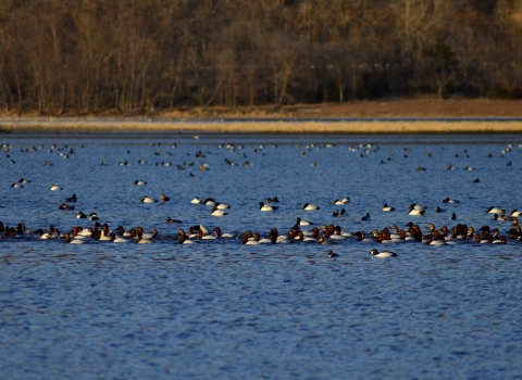 Raft of Canvasback ducks sit and feed on the river