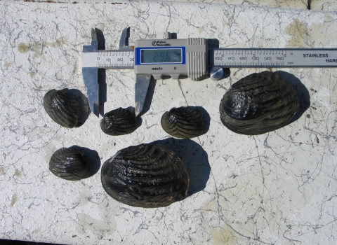 Six Fat threeridge mussels and a caliper to measure them on a table.