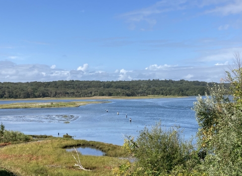 Saltmarsh at JHC Refuge