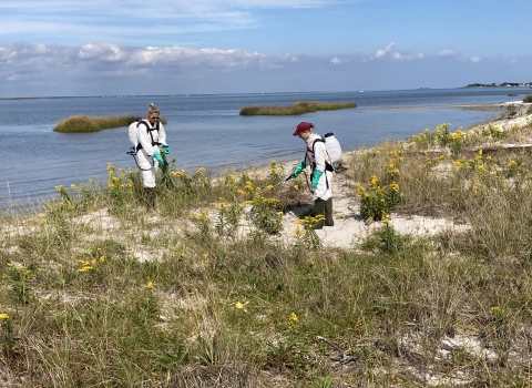 Biological technicians spray herbicide on Asiatic sand sedge (Carex kobomugii) found growing at Holgate wilderness area.