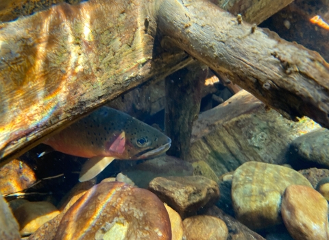 Trout under log, Idaho