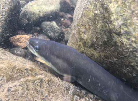 Close up of American eel under water