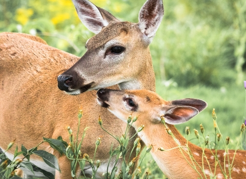 Key deer doe and fawn