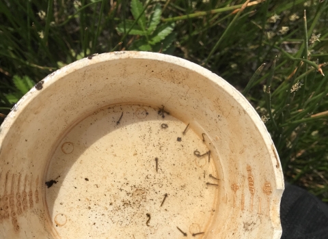 mosquito larvae