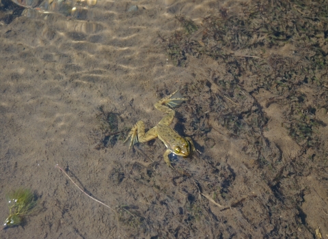 oregon spotted frog in water