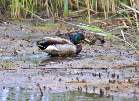 A pair of mallards feed on exposed aquatic vegetation along the edge of a freshwater marsh.