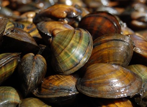 About 25 Higgins Eye mussels bunched together 