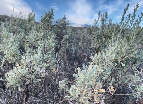 Sage underneath a blue sky