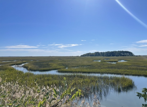 Sprawling view of a saltmarsh with shrubs in the foreground and pines in the far distance