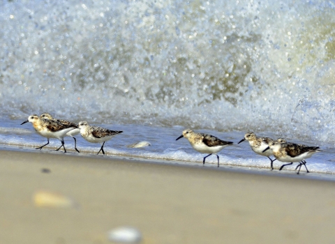 Six small black-white-and-tan birds walk on a beach as large waves crash to the shore