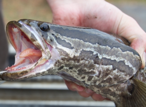 Close up of Northern Snakehead head and teeth