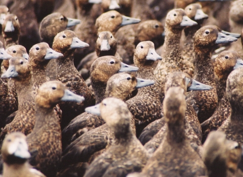 brown birds