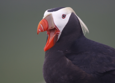 Tufted Puffin