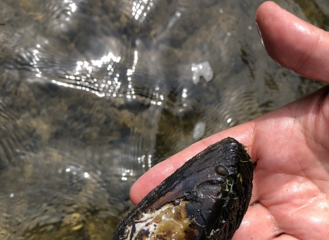 A black and brown mussel shell is being held in someone's hand. It is the length of their fingers.