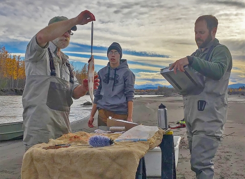 Measuring fish weight