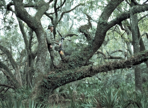 Archery hunter standing in live oak tree