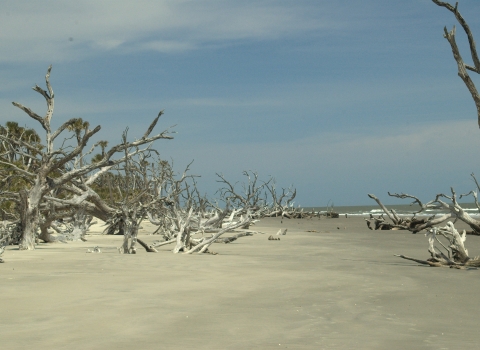 Many bleached tree snags on Bulls Island beach at Cape Romain NWR. Known as Boneyard Beach. 