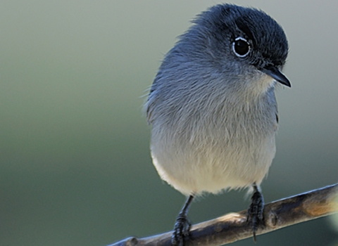 white and blue bird sitting on a tree branch