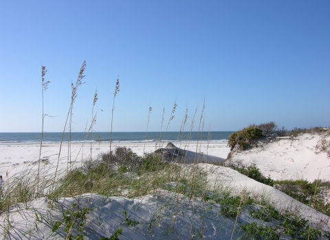 Sand dunes covered in sea oats with ocean in distance.