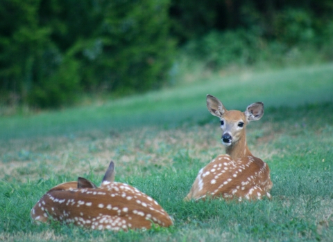 White-tailed deer fawns