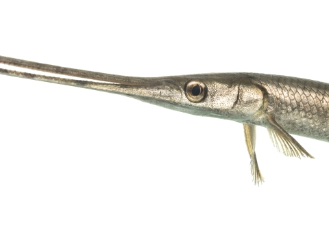 A fish with a long pointy snout can be see from a side view and only half of the fish is in the frame