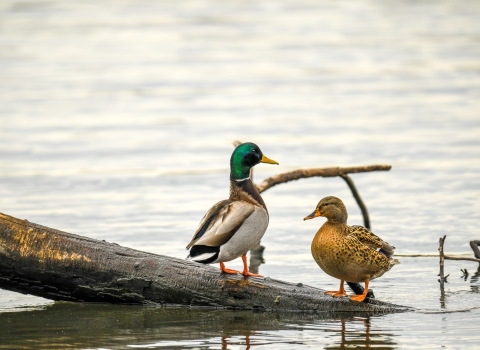 mallard pair sitting on a log in a wetland