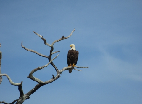 Adult bald eagle perched on snag