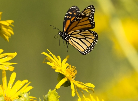 Monarch butterfly hovering above blooming sylphium
