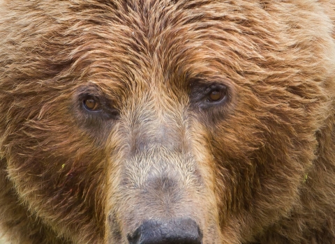 Kodiak brown bear close-up