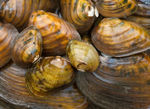 A pile of freshwater mussels of varying size.