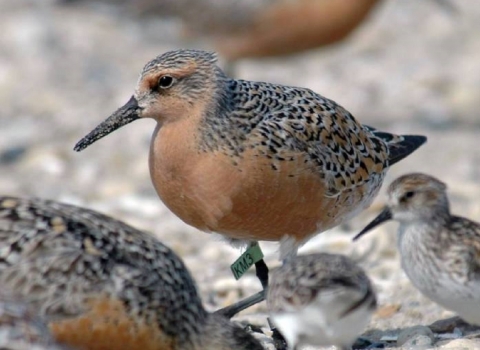 Red knot standing on beach