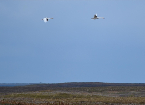 two swans flying over tundra