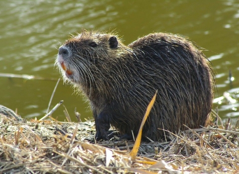 A large, wet, furry brown rodent standing on grassy land next to a body of water