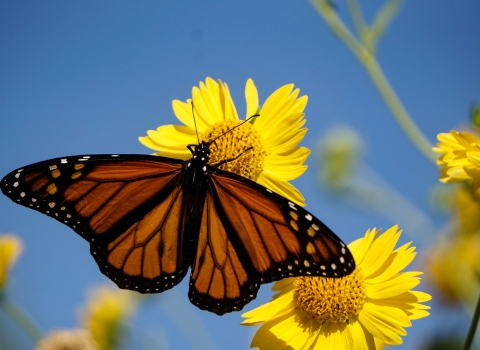 A monarch pollinates a yellow flower