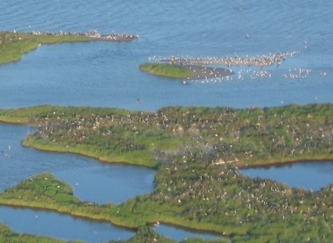 Aerial view of coastal barrier island with shrubby vegetation