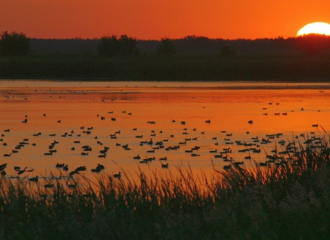 Birds roost on the water as the morning sun rises in an orange sky.