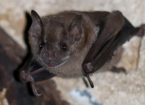 Bat clinging to cave wall