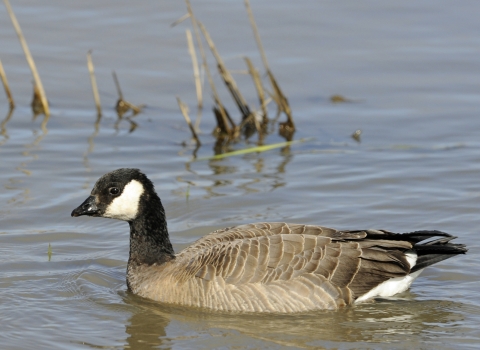 Goose with black head and neck, white cheek patch and brown body 