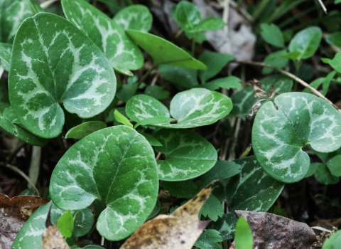 Several heart-shaped leaves, each dark green with a light green pattern, growing just above the ground 