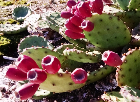 Prickly pear cactus with red-purple fruits at Outer Island
