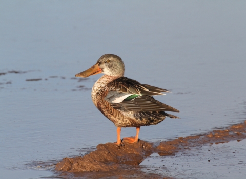 Northern shoveler standing on muddy shore