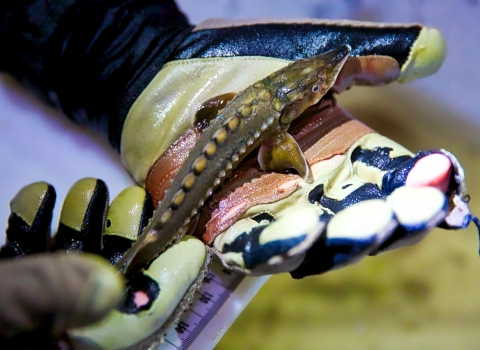 Gloved hands hold a small, green, spiky fish