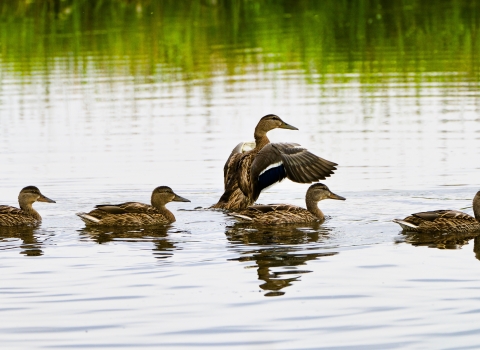 Mallard ducks in wetlands at Modoc NWR.