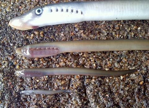 Mortality in sea lamprey ammocoetes indicate lampricide treatments are effective.