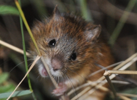 New Mexico Meadow Jumping Mouse Final Recovery Plan | U.S. Fish